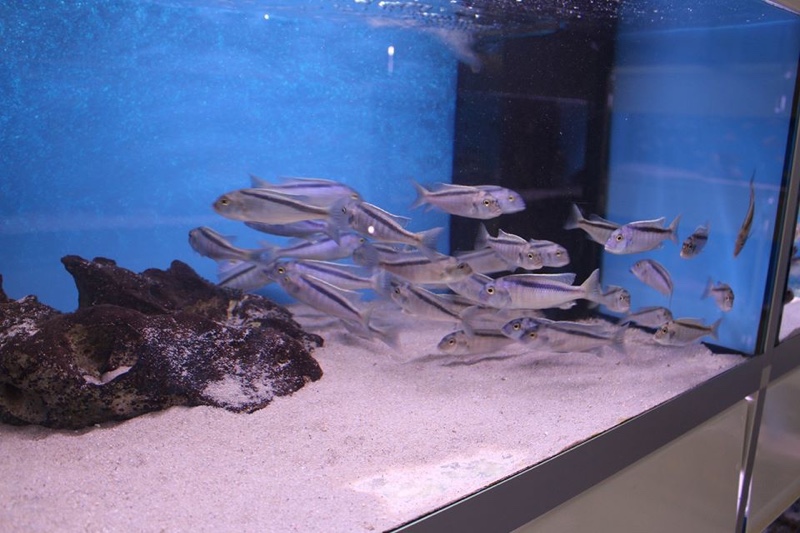 Buccochromis spectabilis